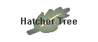 Hatcher Tree