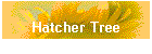 Hatcher Tree